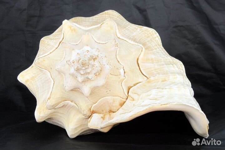 Большая морская раковина