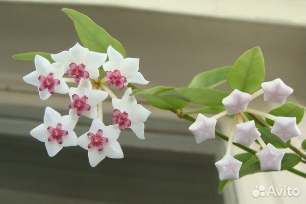 Хойя Белла разные виды