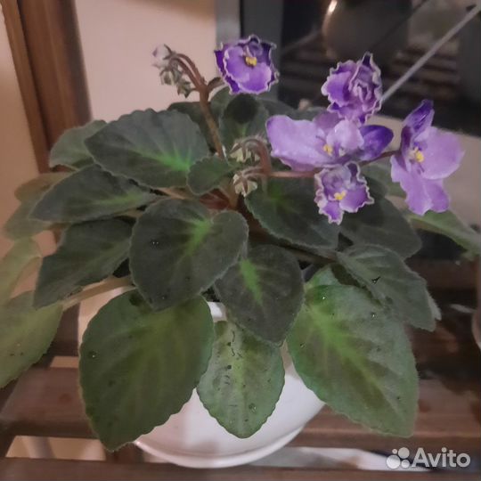Фиалки продажа