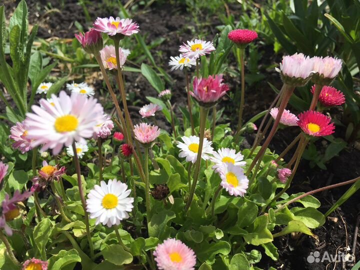 Маргаритки цветы