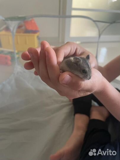 Хомяки джунгарики