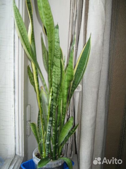 Сансевиерия
