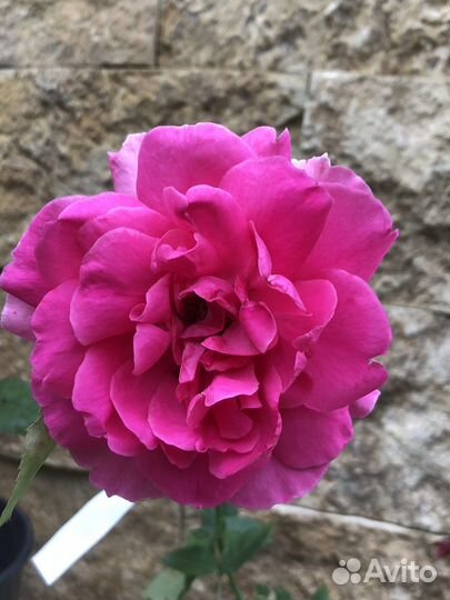 Плетистые розы