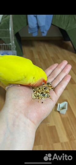 Попугаи неразлучники