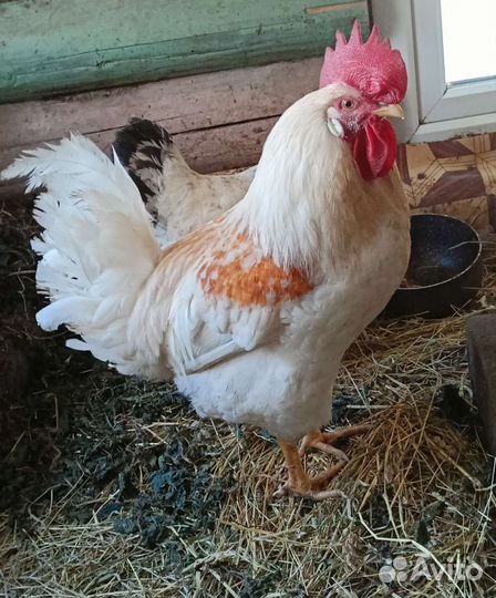 Цыплята кур несушек