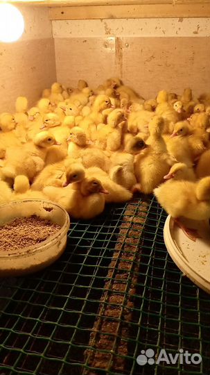 Утята Агидель подрощенные