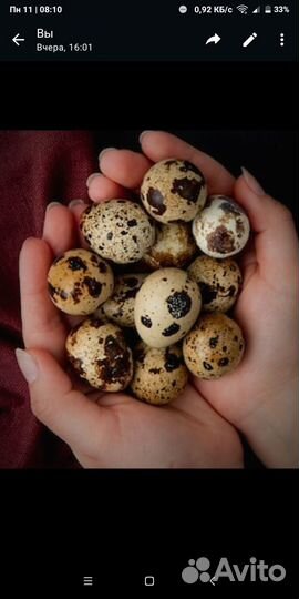 Инкубационное яйцо