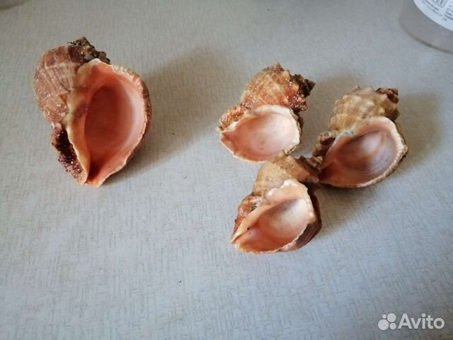 Раковины моллюсков
