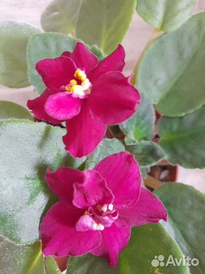 Комнатные цветы фиалки