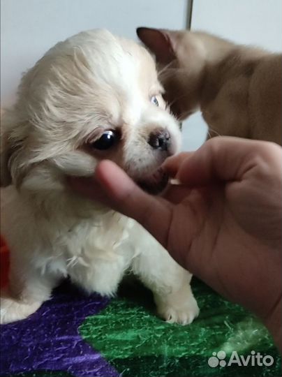 Щенки чихуахуа micro девочки