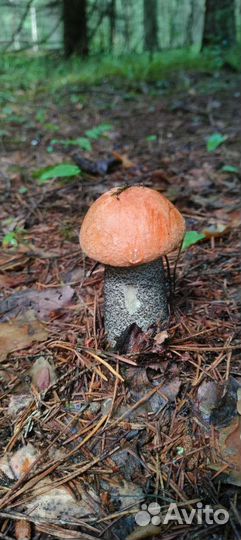 Грибы маринованные