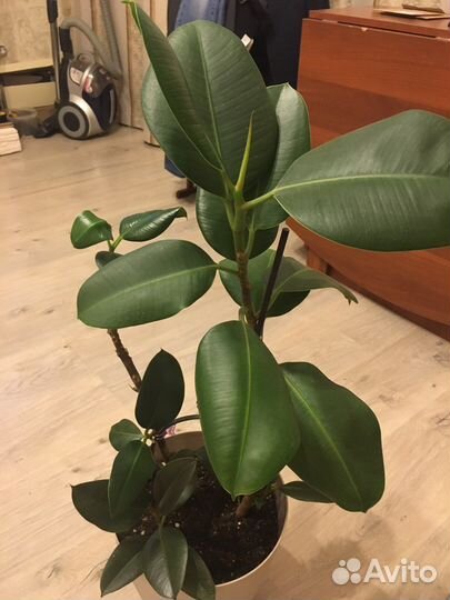 Пахиподиум/Фикус/ Юкка и др