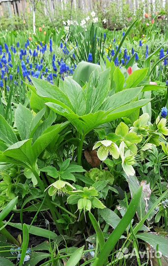 Садовые многолетники