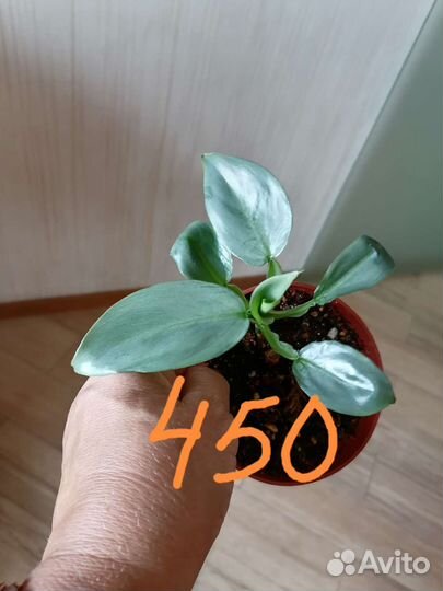 Комнатные растения