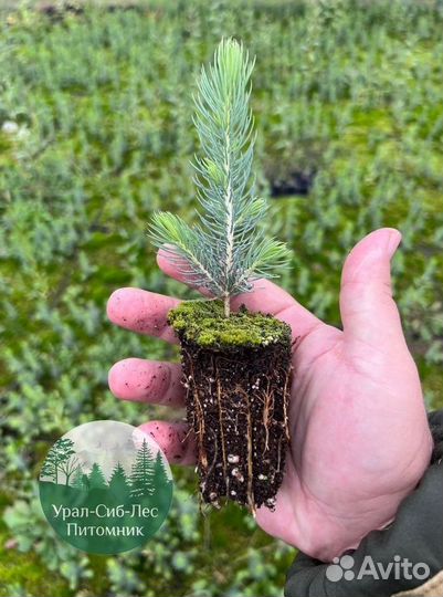Зкс Сосна сеянцы Ели Лиственницы окс Голуб Горная