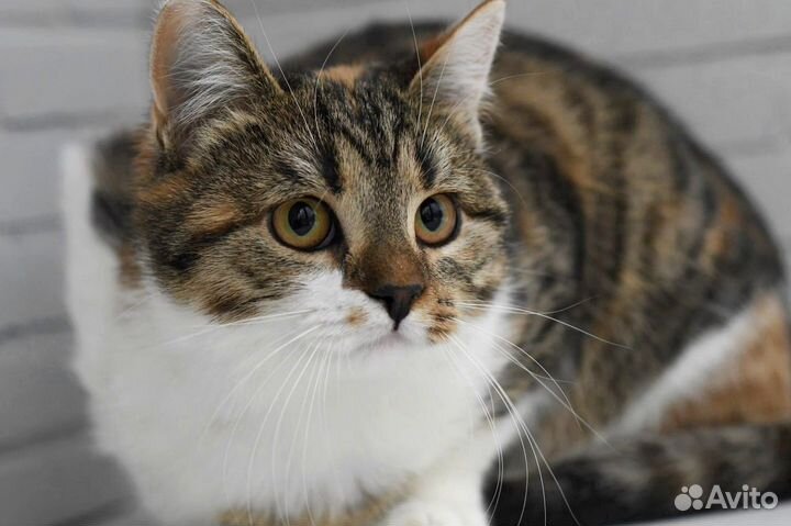 Кошка трехцветка в добрые руки