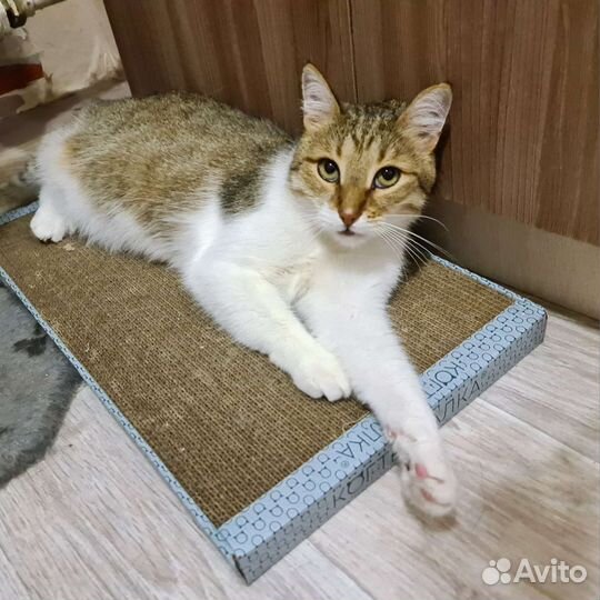 Кот Василий. Кастрирован