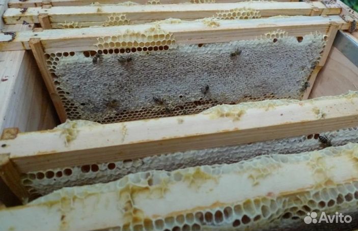 2023 года Мед натуральный опт