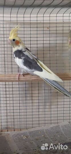 Попугай корелла