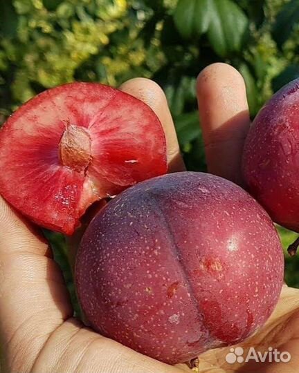 Саженец шарафуги Вельвет 2-х летний