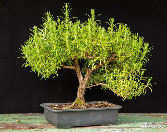 Бонсай (предбонсай) Розмарин