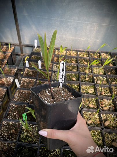 Hyophorbe Lagenicaulis / Бутылочная пальма