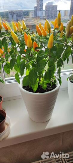 Перец комнатный острый