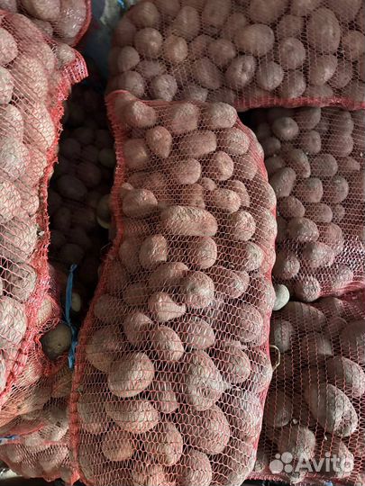 Картофель Невский