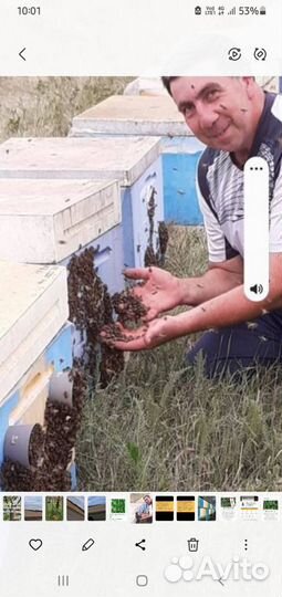 Пакеты пчел