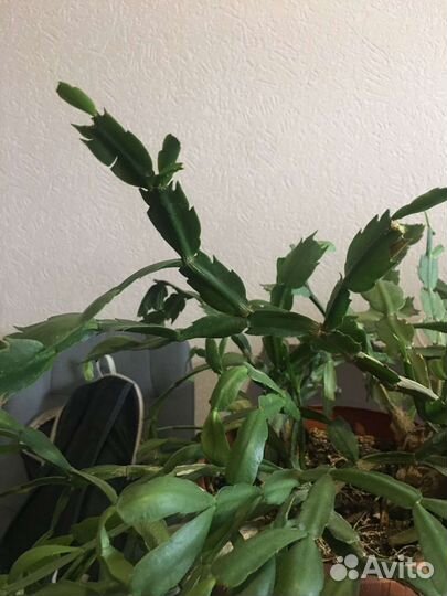 Декабрист целый цветок шлюмбергера