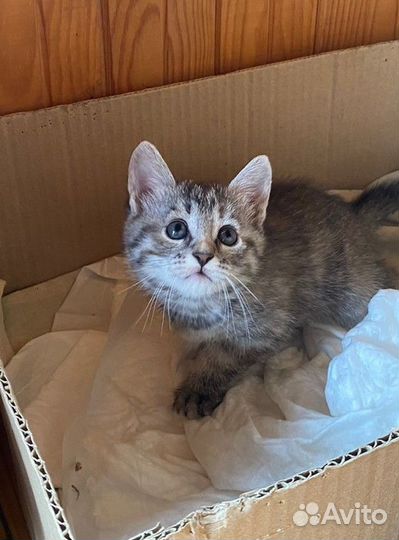 Котёнок в добрые руки