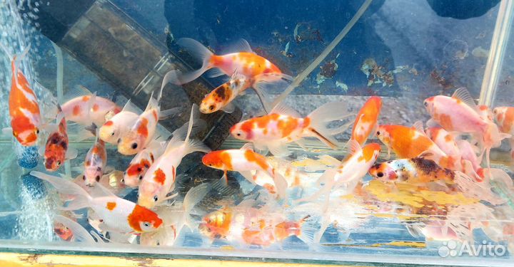 Растения и рыба для прудов и водоемов