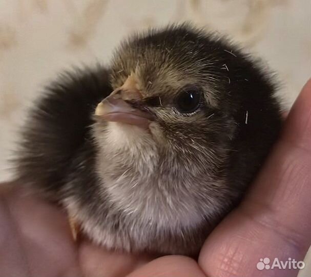 Цыплята породистые