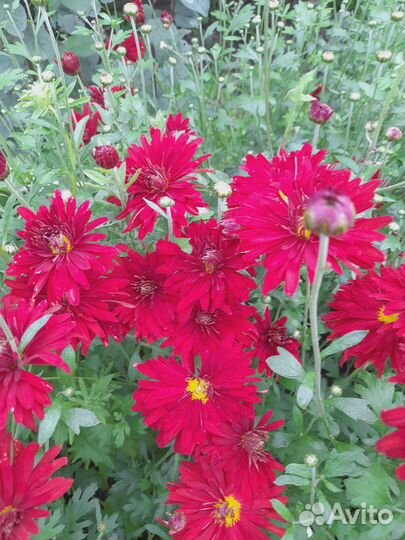 Букет цветов