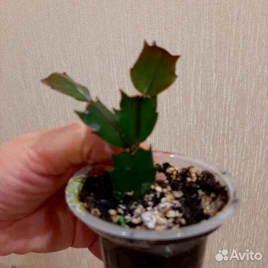 Декабрист шлюмбергера