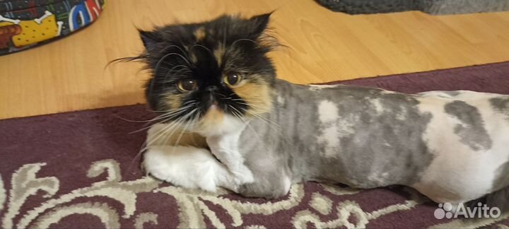 Ищем жениха