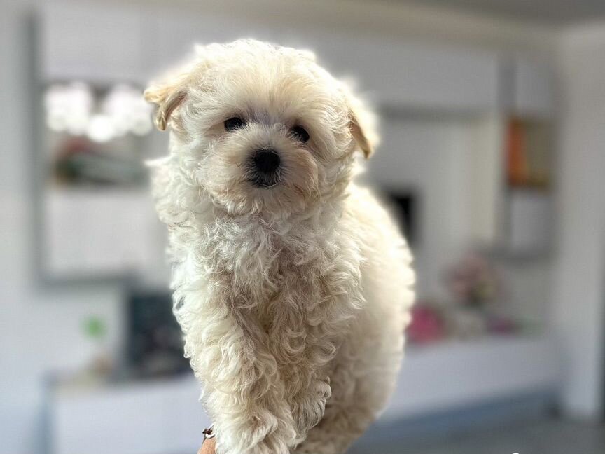 Maltipoo micro F-1 Беби Фейс. Корея