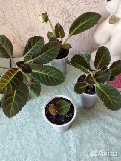 Глоксиния махровая Белая