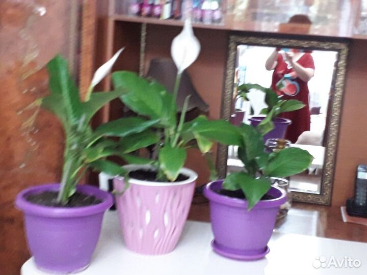 Женское счастье