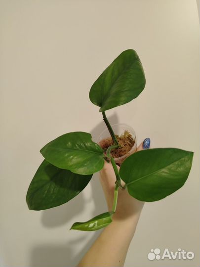 Сциндапсус эпипремнум