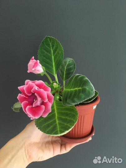 Фиалка. Глоксиния. Стрептокарпус