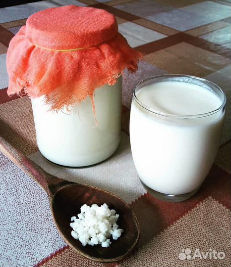 Молочный (кефирный, тибетский) гриб