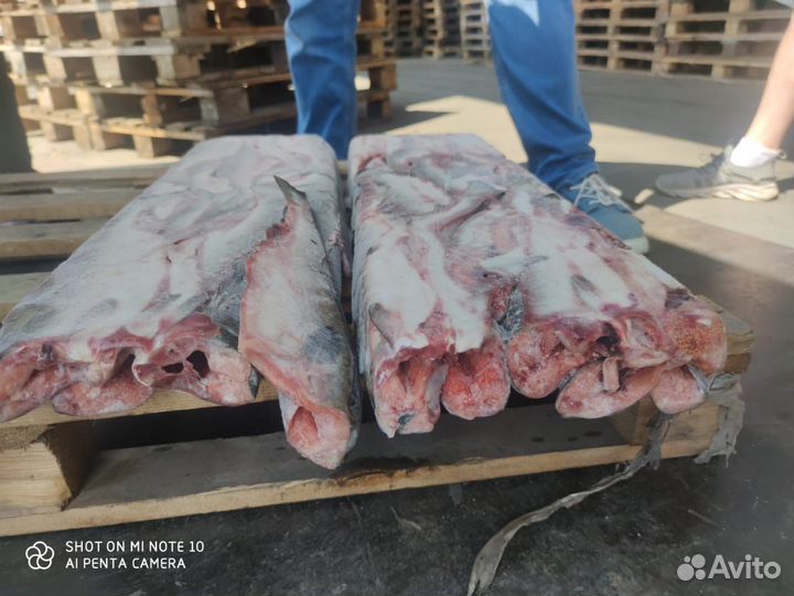 Горбуша оптом