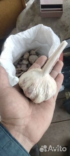 Деревенский чеснок