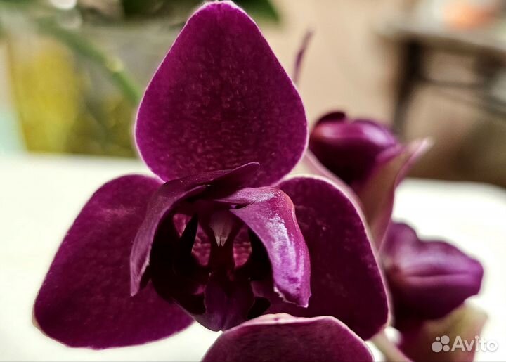 Орхидея фаленопсис пилорик
