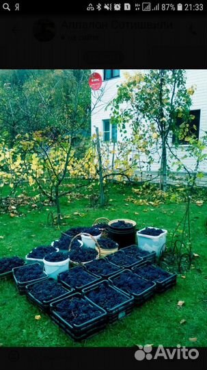 Виноград чёрный