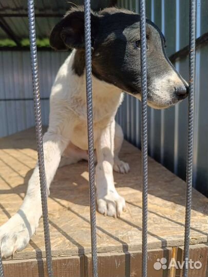 Два мальчика, две девочки