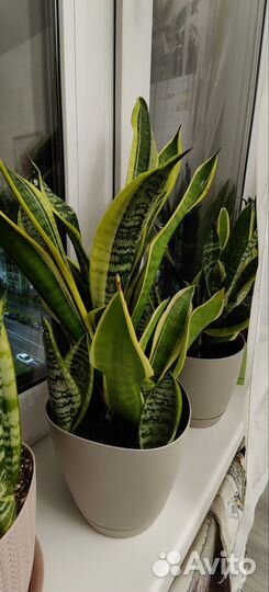Сансевиерия, тещин язык, щучий хвост