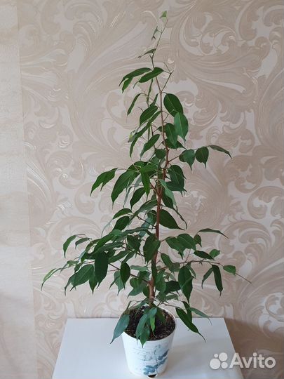 Фикус бенджамина