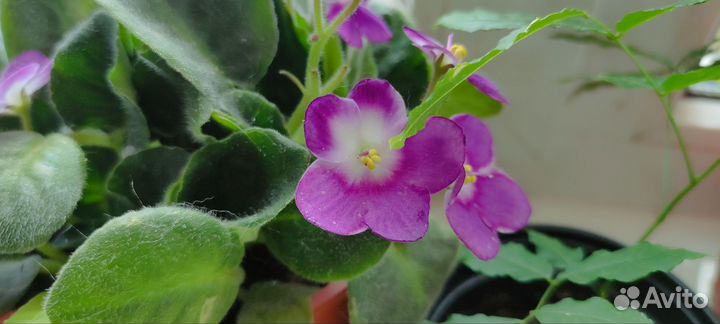 Растения цветы